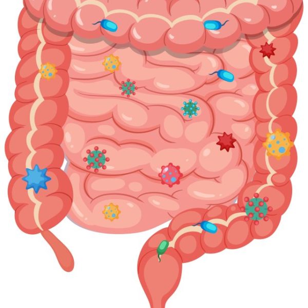 Disbiosis intestinal: cuando el desequilibrio interno impacta el cerebro, la conducta y la salud&nbsp;integral
