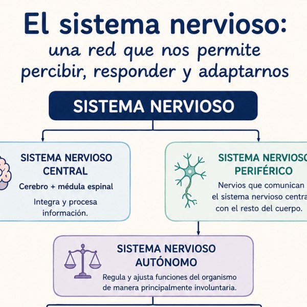 El sistema nervioso: una red que nos permite percibir, responder y&nbsp;adaptarnos
